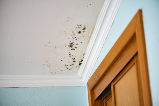 Reliable Rowland, NC Mold Remediation Solutions
